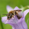 Förderung nützlicher Insekten: Ein Leitfaden für biologischen Gartenbau