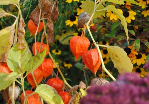 Umpflanzen von Stauden im Herbst