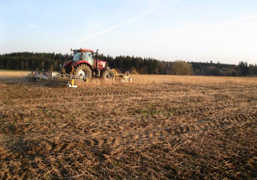 Zwischenfrüchte zur Unkrautbekämpfung